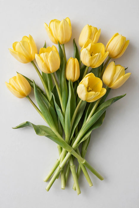 Tulip Collective - Dyed Sunshine 37cm 35gr (50 STEMS / BX)