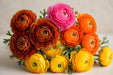Ranunculus Flower Collection - Ranunculus Assorted 40 Dark Orange + 10 Hot Pink + 40 Orange + 30 Yellow 50-60CM (120 STEMS / BX)