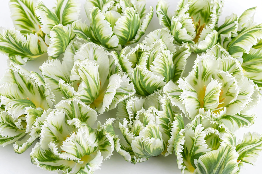Tulip Collective - Parrot Super Parrot 40Cm 42Gram - White/Green - 150 Stems