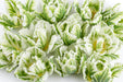 Tulip Collective - Parrot Super Parrot 40Cm 42Gram - White/Green - 150 Stems