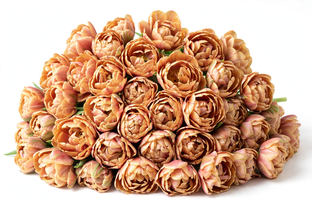 Tulip Collective - Dyed Double Soft Caramel 37Cm 35Gr - Caramel - 150 Stems