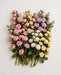 Spray Roses Assorted 50cm 120ST/BX