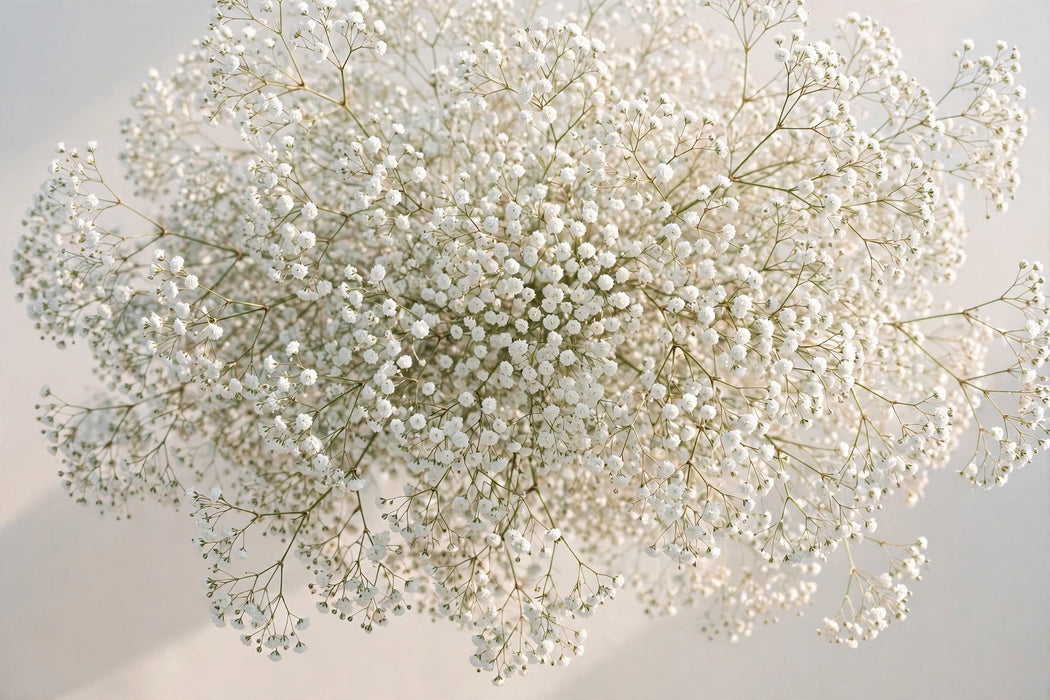 Next Day Delivery - GYPSOPHILA MILLION STAR 70cm 250gr - White - 14 Stems [Limited]