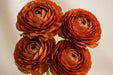 Ranunculus Flower Collection - Ranunculus Dark Orange 40-50CM (120 STEMS / BX)