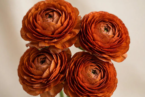 Ranunculus Flower Collection - Ranunculus Dark Orange 40-50CM (120 STEMS / BX)
