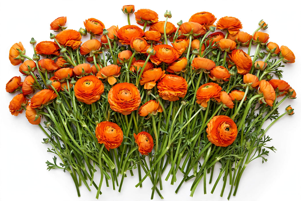 The Ranunculus Collection - Ranunculus Orange 40-50CM (100 STEMS / BX)