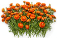 The Ranunculus Collection - Ranunculus Orange 40-50CM (100 STEMS / BX)