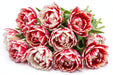 Tulip Collective - Dyed Double Bohemian 37Cm 35Gr - Bicolor Cerise-White - 150 Stems