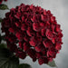 Hydrangea Classic Magical Ruby Chocolate 60CM 18CM - Bicolor Red/Black - 10 Stems