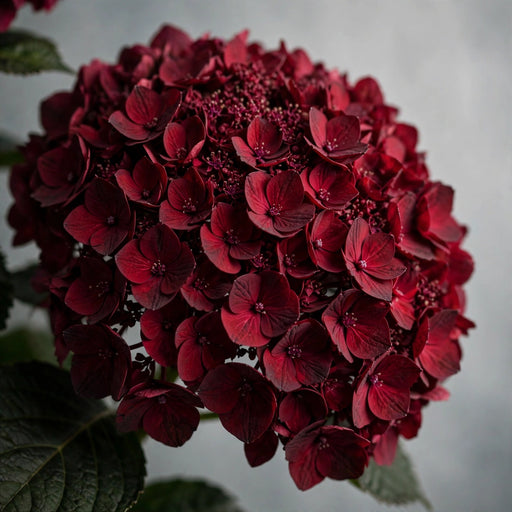 Hydrangea Classic Magical Ruby Red 60CM 18CM - Bicolor Dark Red - 20 Stems