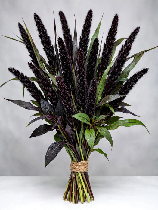 Millet Black - 10 Bunches/Box