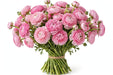 The Ranunculus Collection - Romance Ranunculus Seine Pink 50-60CM (100 STEMS / BX)