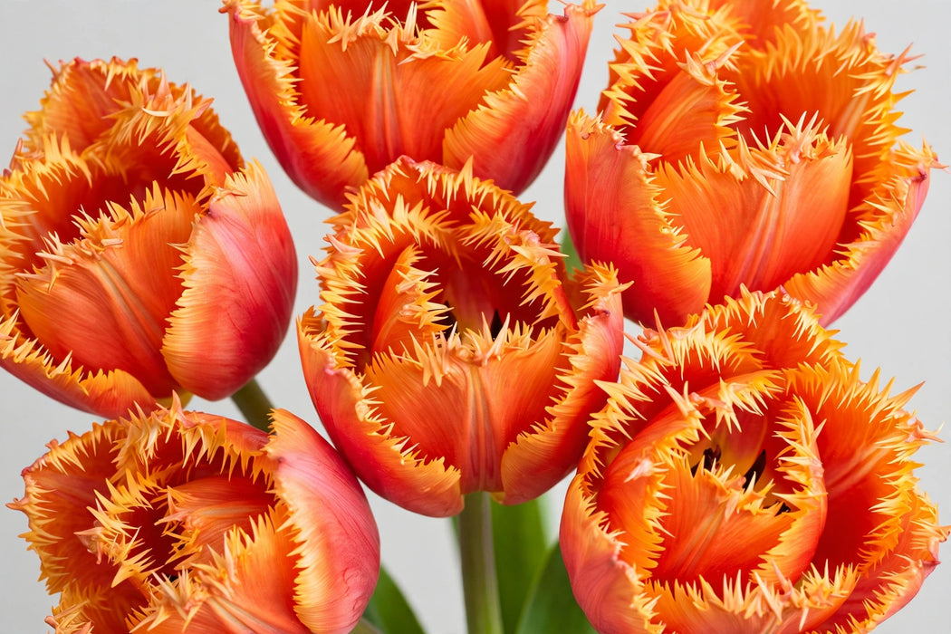Tulip Collective - Frilled Brisbane Ex - Orange - 150 Stems