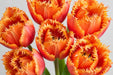 Tulip Collective - Frilled Brisbane Ex - Orange - 150 Stems