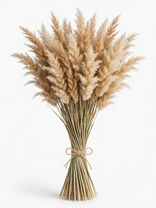 Dried Fluffy Reed Natural - 30 Bunches/Box