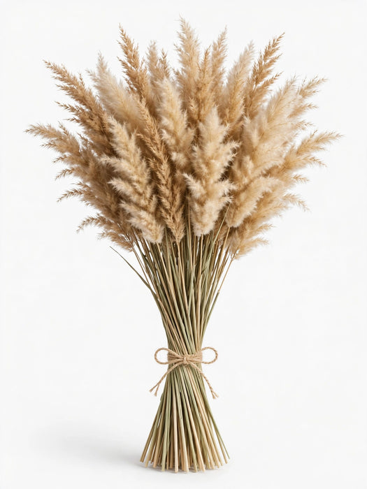 Dried Fluffy Reed Natural - 30 Bunches/Box
