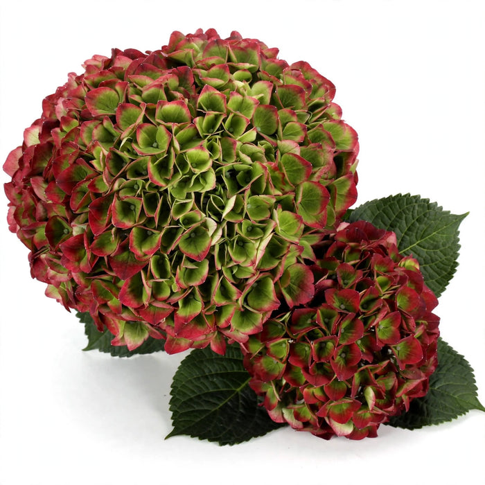 Hydrangea Classic Magical Opal Green/red 80CM 20CM - Bicolor Green-Red - 10 Stems