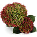 Hydrangea Classic Magical Opal Green/red 80CM 20CM - Bicolor Green-Red - 30 Stems