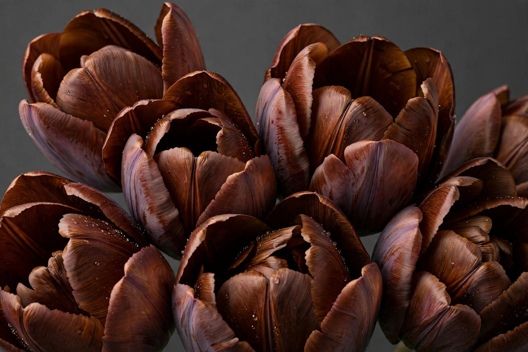 Tulip Collective - Dyed Brownies 37Cm 35Gr - Brown - 150 Stems