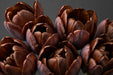 Tulip Collective - Dyed Brownies 37Cm 35Gr - Brown - 150 Stems