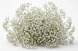 Next Day Delivery - Gypsophila Xlence 250GR 40BU/BX