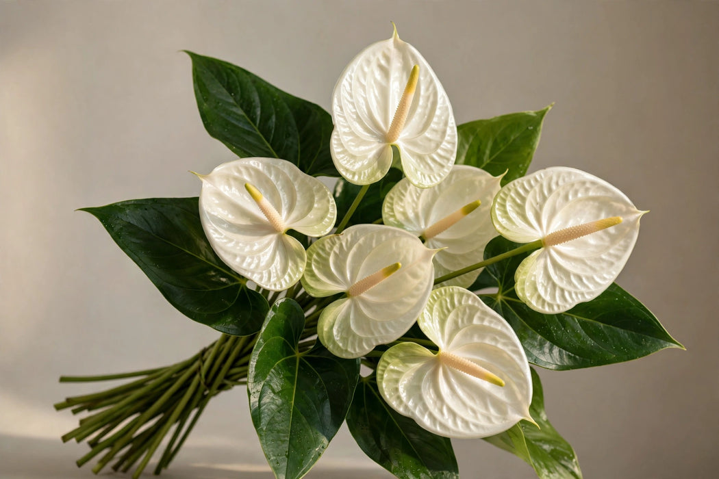Next Day Delivery - Anthurium White Medium 24ST/BX