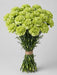 Carnation Green Selva - 175 Stems