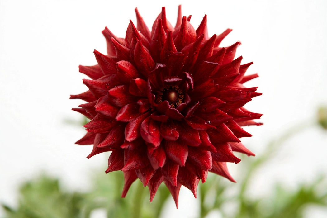 Ranunculus Flower Collection - Butterfly Ranunculus Hades Red 40-50CM (120 STEMS / BX)