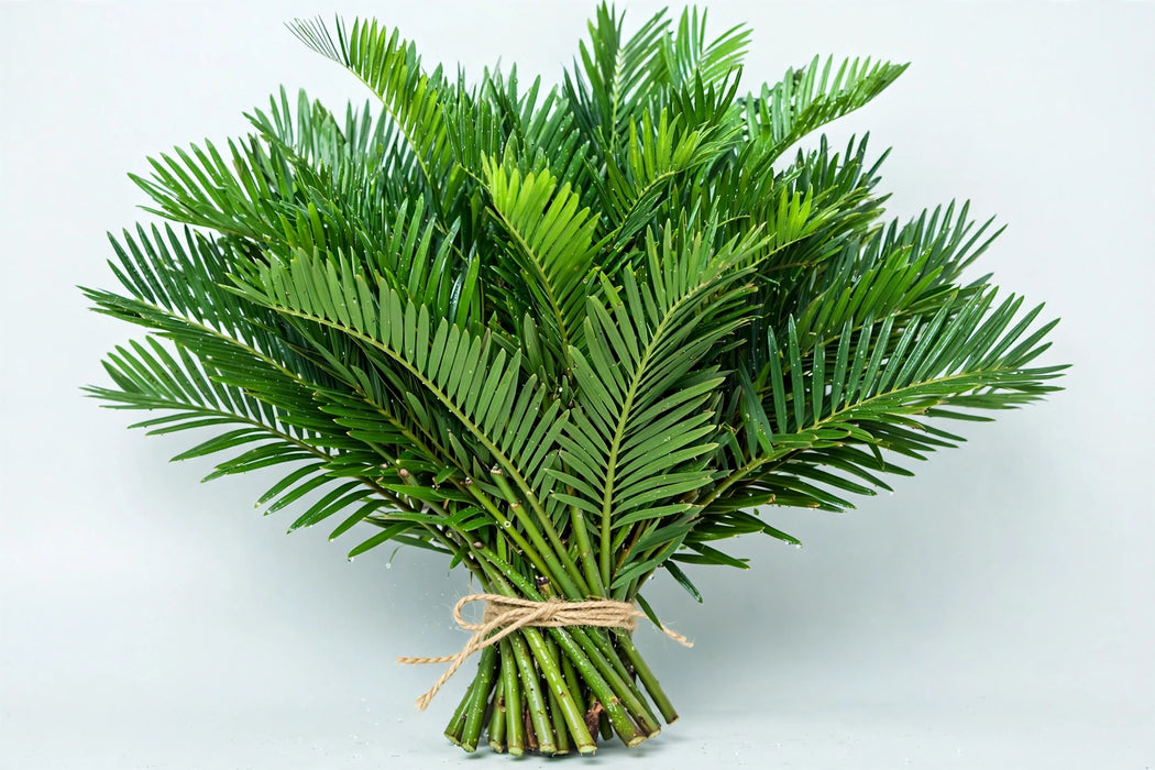 Coontie - 15 Bunches/Box