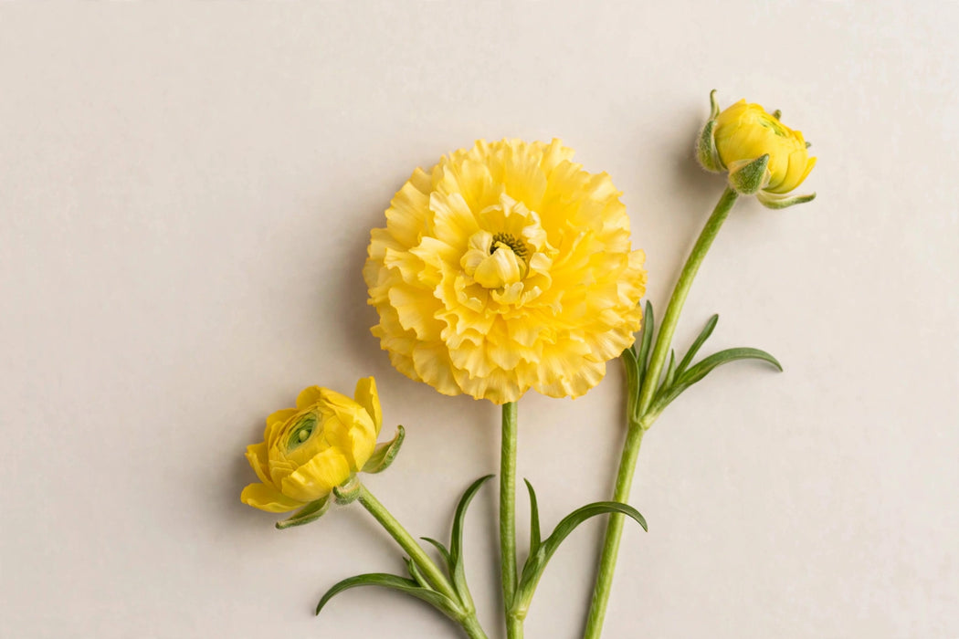 Ranunculus Flower Collection - Butterfly Ranunculus Diones Yellow 40-50CM (120 STEMS / BX)