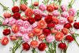 The Ranunculus Collection - Romance Ranunculus Assorted 30 Get Lucky 50 Nohant 20 Seine 30-40CM (100 STEMS / BX)