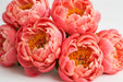 Next Day Delivery - PAEONIA CORAL CHARM 50cm 5st x60 - Salmon - 60 Stems [LIMITED]