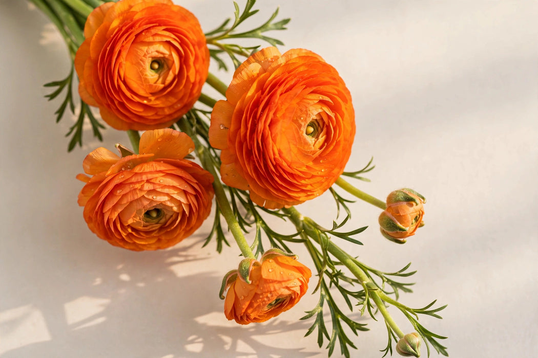 Ranunculus Flower Collection - Ranunculus Orange 40-50CM (120 STEMS / BX)