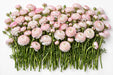 The Ranunculus Collection - Romance Ranunculus Courchevel Blush White 30-40CM (100 STEMS / BX)