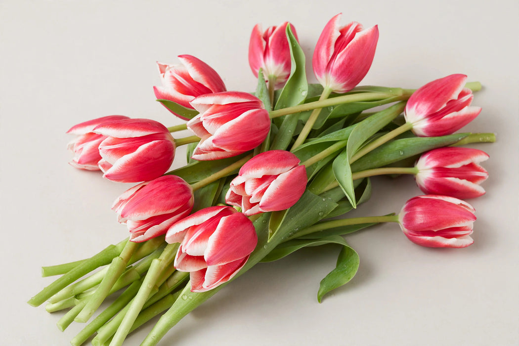 Tulip Collective - Vampire 35cm 25gr (50 STEMS / BX)