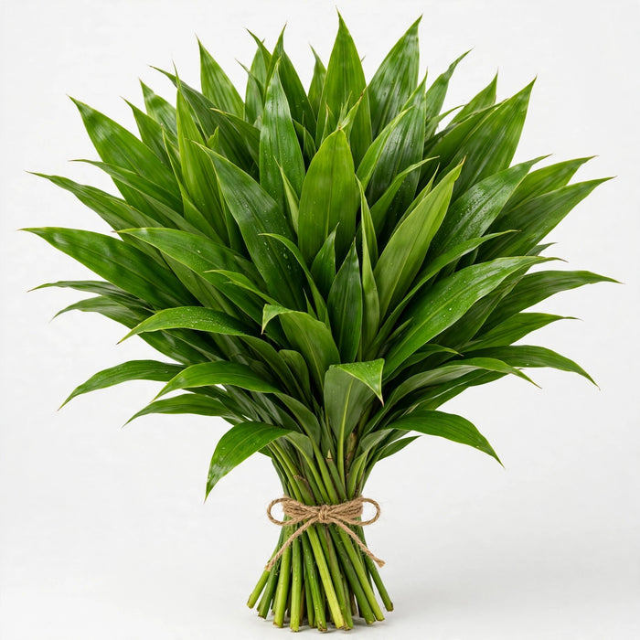 Ti Leaves Green - 30 Bunches/Box
