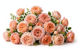 Next Day Delivery - ROSE DRAGONFLY 60cm 6cm 25st - Peach - 100 Stems [LIMITED]