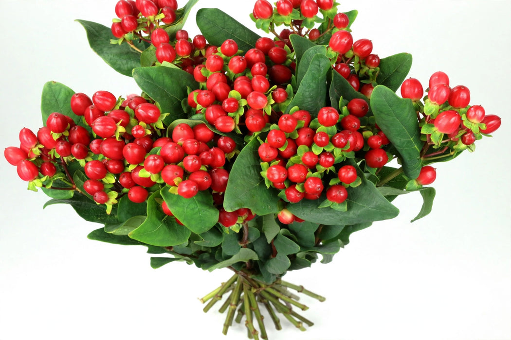 Next Day Delivery - HYPERICUM TRUE ROMANCE 60cm 10st - Red - 90 Stems [LIMITED]