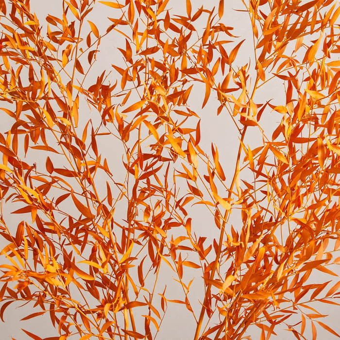 Next Day Delivery - Ruscus Tinted Orange 30BU/BX