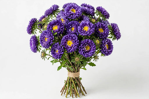 Matsumoto Aster Purple - 12 Bunches/Box