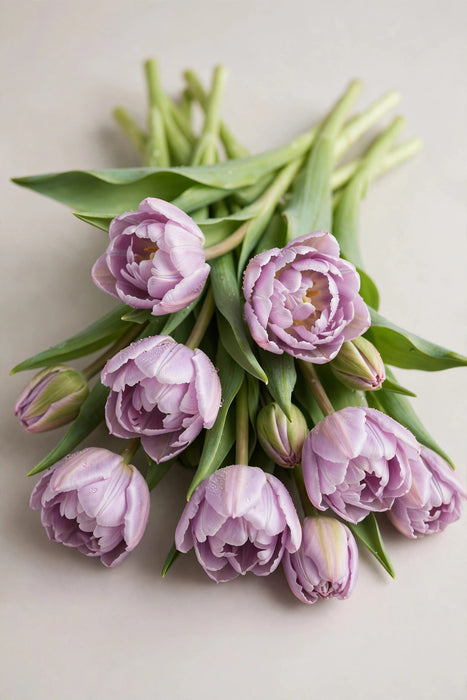 Tulip Collective - Sweet Breeze 40cm 40gr (50 STEMS / BX)