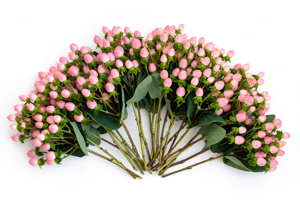 Next Day Delivery - HYPERICUM SWEET ROMANCE 70cm 10st - Pink - 70 Stems [LIMITED]