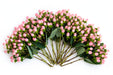 Next Day Delivery - HYPERICUM SWEET ROMANCE 70cm 10st - Pink - 70 Stems [LIMITED]