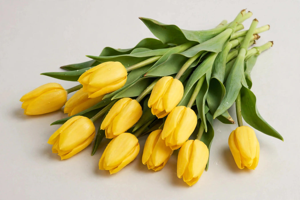 Tulip Collective - Yellow Flight 37cm 35gr (50 STEMS / BX)
