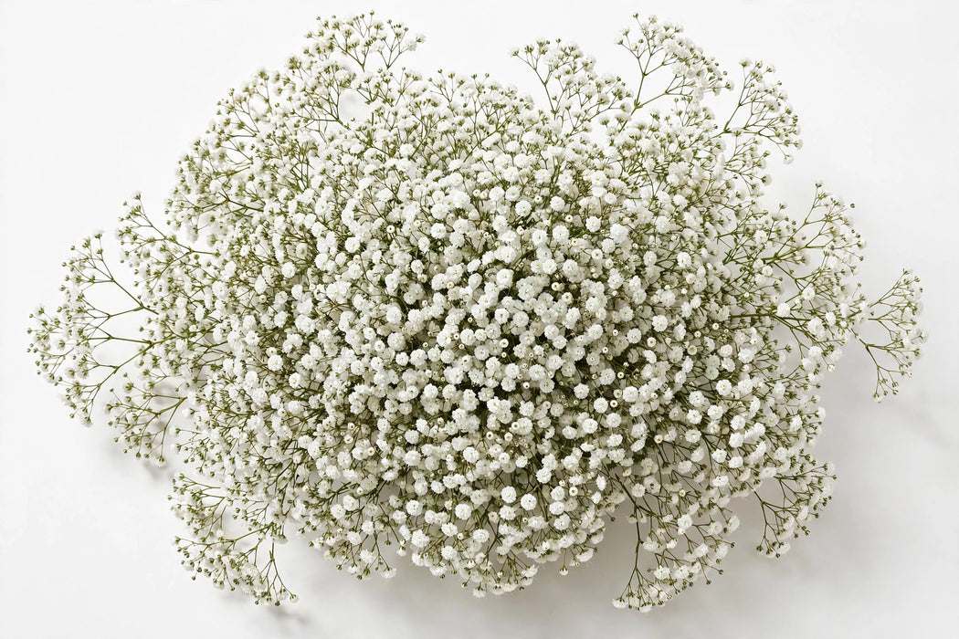 Next Day Delivery - GYPSOPHILA BRIDAL QUEEN 80cm 250gr - White - 14 Stems [LIMITED]