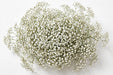 Next Day Delivery - GYPSOPHILA BRIDAL QUEEN 80cm 250gr - White - 14 Stems [LIMITED]