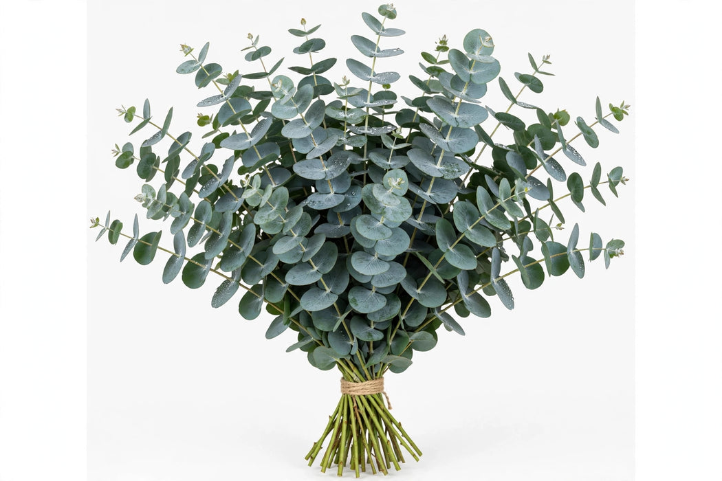 True Blue Eucalyptus - 16 Bunches/Box