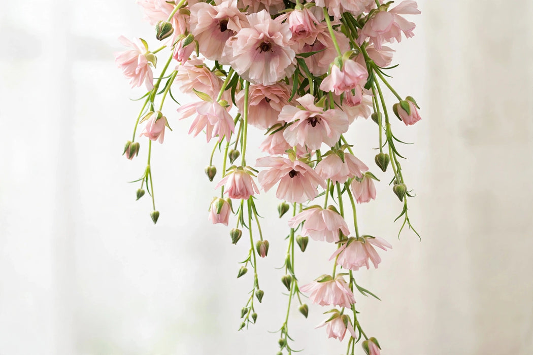 Ranunculus Flower Collection - Butterfly Ranunculus Ariadne Blush Pink 50-60CM (120 STEMS / BX)