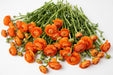 The Ranunculus Collection - Ranunculus Orange 50-60CM (100 STEMS / BX)