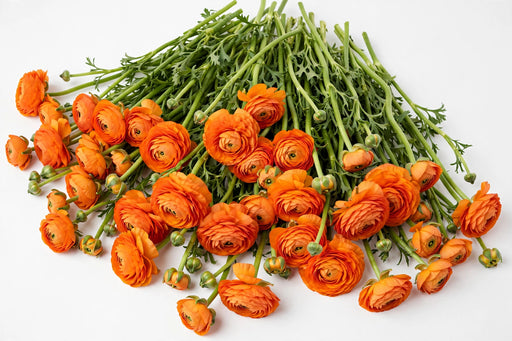The Ranunculus Collection - Ranunculus Orange 50-60CM (100 STEMS / BX)